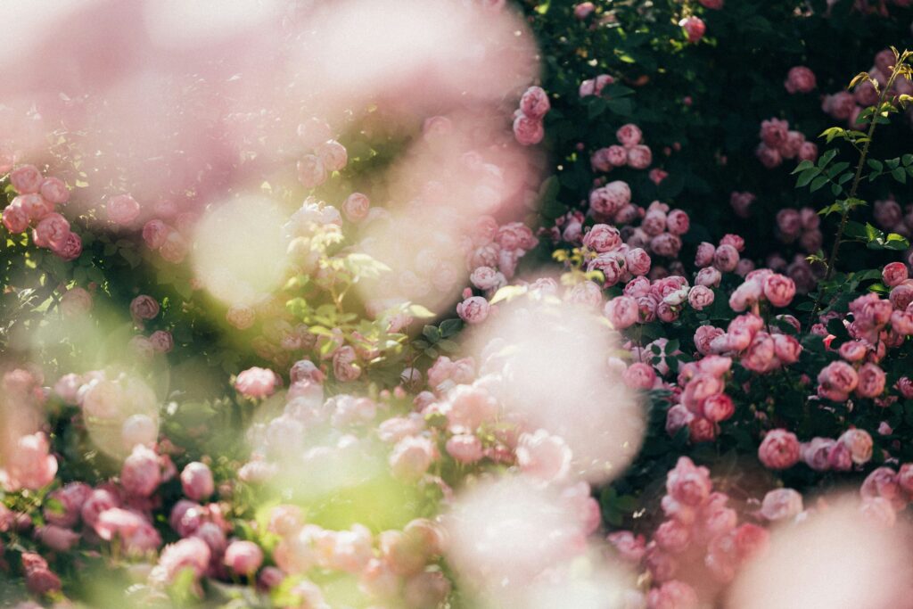 photo 1728051001768 0e6c96e50a81